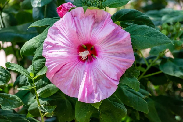 Ρόδινο Hibiscus για πράσινο — Φωτογραφία Αρχείου