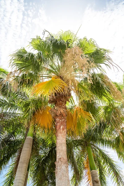 Palm Trees Into Bright Sky — Stock Photo, Image