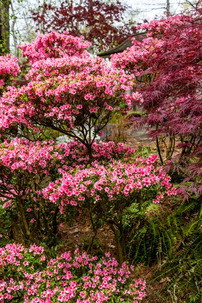 Algumas Azáleas cor de rosa — Fotografia de Stock