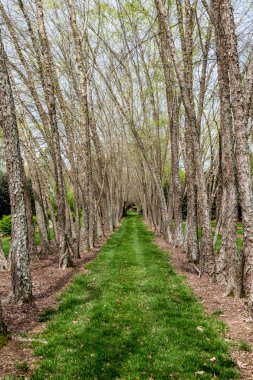 Çimenli sokaktan aşağı nehir ağaç