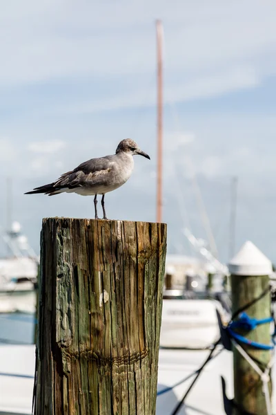 Möwe wartet auf Nahrung — Stockfoto