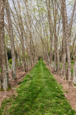 Bahçede Birch ağaçların hatları