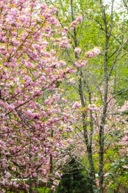 Baharda Kiraz Ağacı