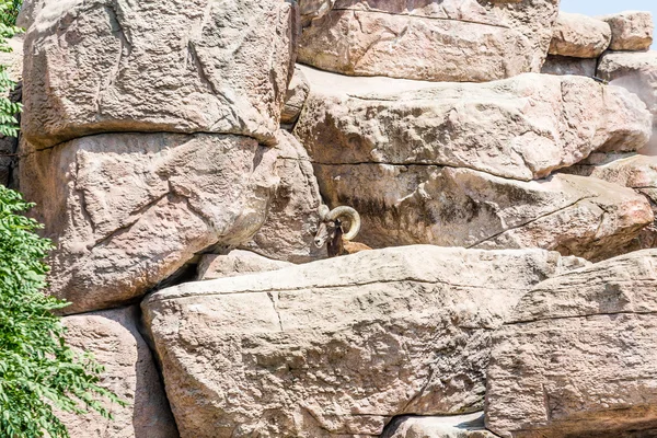 Bighorn Sheep Picking Over Rocks — Stock Photo, Image