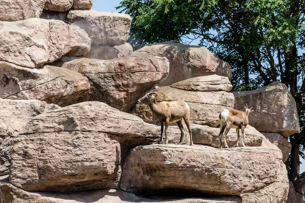 Две козы на скалах — стоковое фото