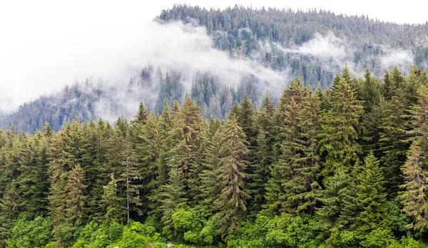 Evergreens en la niebla — Foto de Stock