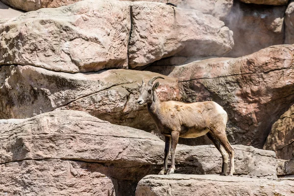 Mountain Goat Standing Watch — Stock Photo, Image