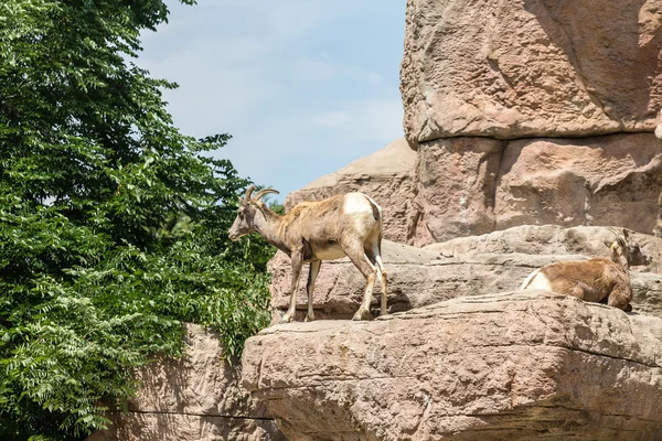 Mountain Sheep Looking for Food — Stock Photo, Image