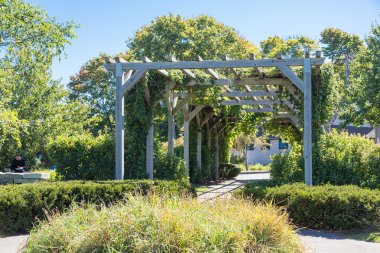 Üzüm ile eski ahşap çardak