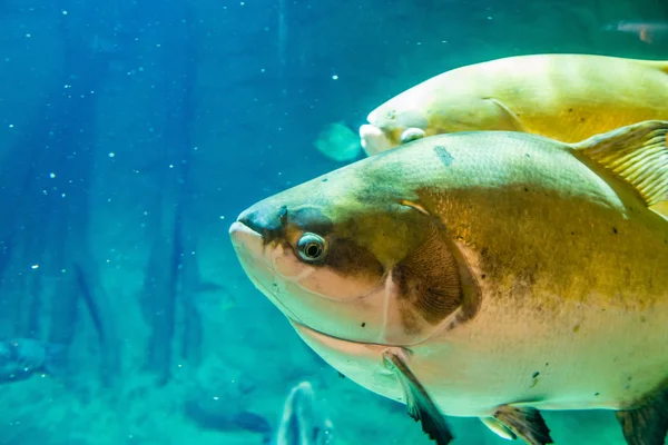 大きな熱帯魚の水槽 — ストック写真