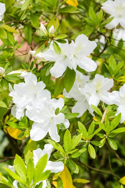 Some White Azaleas — Stock Photo, Image