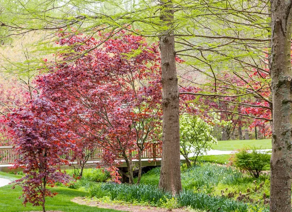 Röda lönnar i Green Garden — Stockfoto