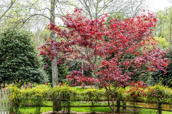 Magnolia japonaise sur la vigne en fleurs — Photo