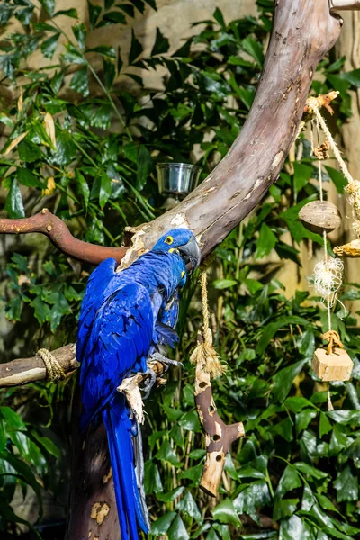 Two Blue Macaws in Tree — Stock Photo, Image