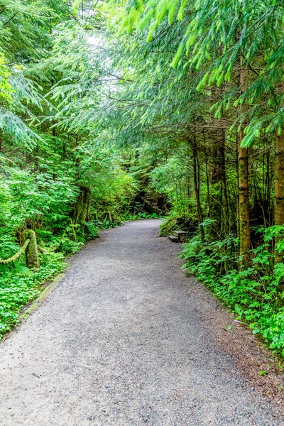 緑豊かな緑の森の小道を歩く — ストック写真