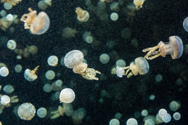 White Jellyfish in Tank — Stock Photo, Image