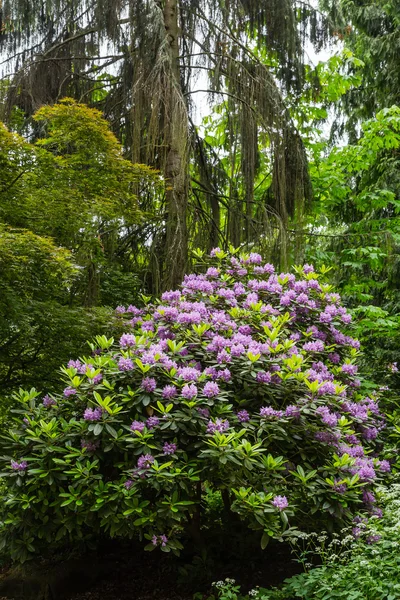 Purple Rhododendron in Garden — Stock Photo, Image