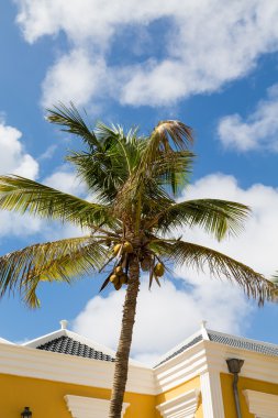 Hindistan cevizi hurma sarı sıva tarafından