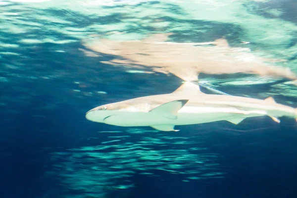 表面近くの偉大な白いサメ — ストック写真