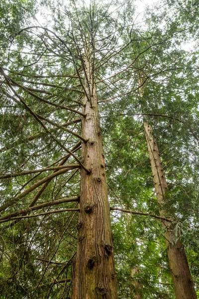 レッドウッドの木が空に昇る — ストック写真