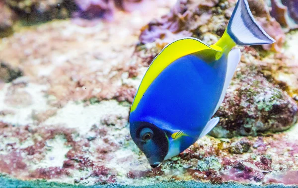 Blue Tang in Tank. — Stock Photo, Image