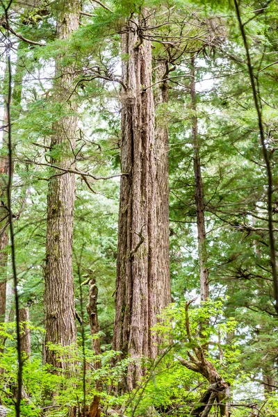 Two Evergreen Trunks — Stock Photo, Image