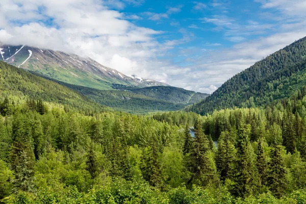 Evergreens i Alaskas vildmark — Stockfoto