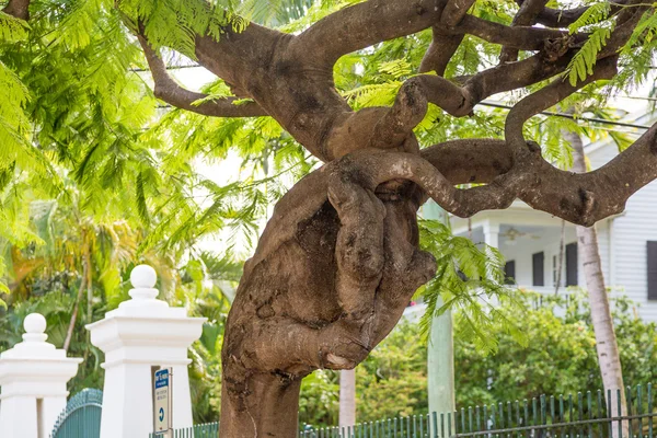 Albero annodato in Florida — Foto Stock