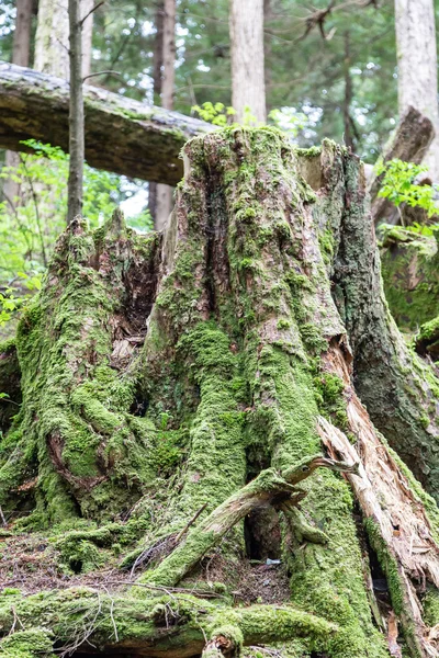 Moss on Old Trunk — Stock Photo, Image