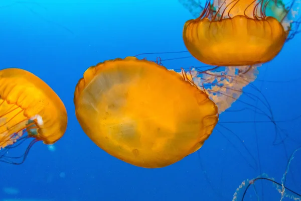 Three Orange Jellyfish — Stock Photo, Image