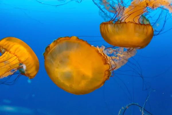 Orange Jellyfish Swimming — Stock Photo, Image