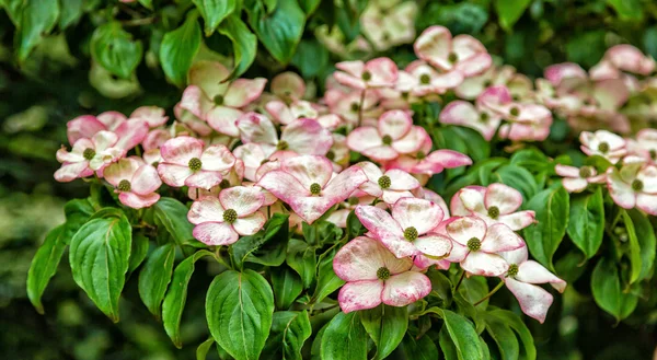 Kousa cornouillers en fleurs — Photo