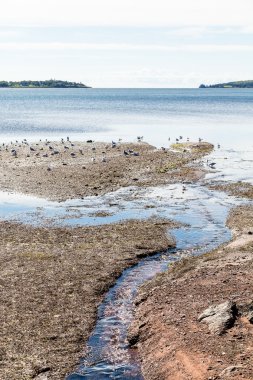 Martı ile gelgit Havuzu