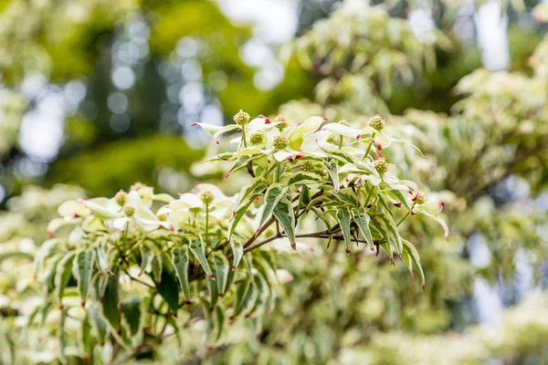 Fleurs vertes sur cornouiller Kousa — Photo