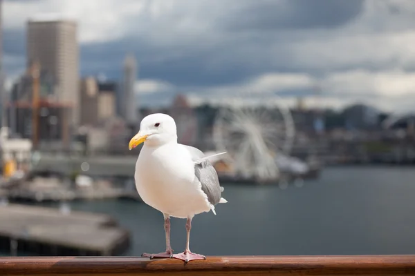 Gaivota em Seattle Railing — Fotografia de Stock