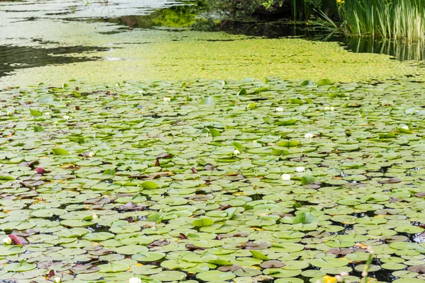 Waterlelies in verte — Stockfoto