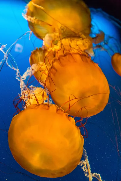 Orange Jellyfish Vertical — Stock Photo, Image