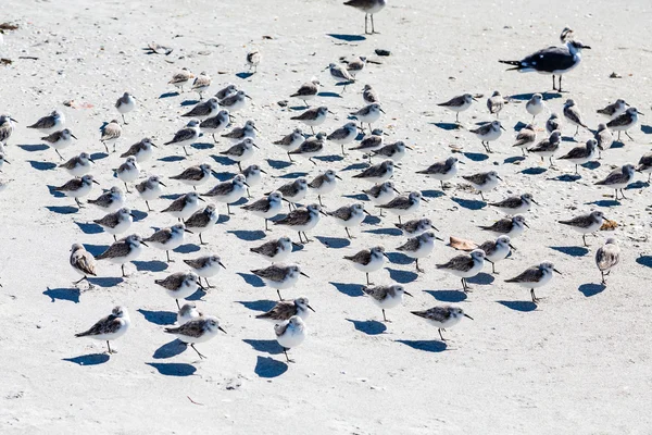 Rebanho de Terns na praia — Fotografia de Stock