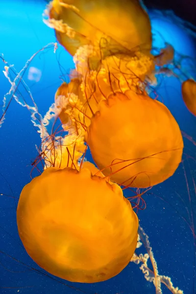 Giant Orange Jellyfish — Stock Photo, Image