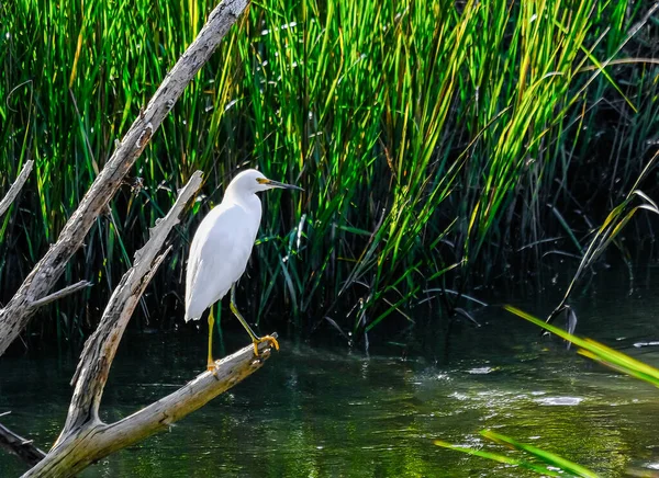 White Egret in Wetland Marsh — Stock Photo, Image