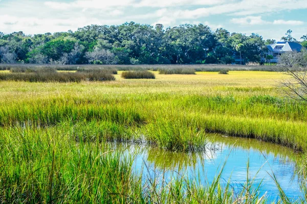 Groen gras in zoutwatermoeras — Stockfoto