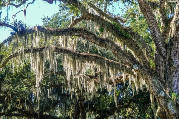 Oak Limbs with Spanish Moss — Stock Photo, Image