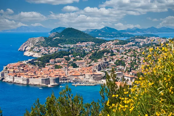 Vackra Dubrovnik tidigare gula blommor — Stockfoto