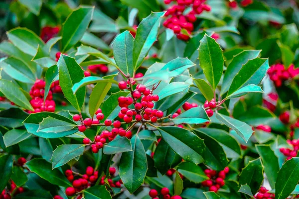 Bayas de acebo en invierno —  Fotos de Stock