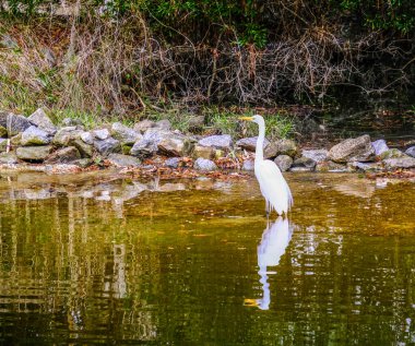Karlı Akıntı ve Yansıma