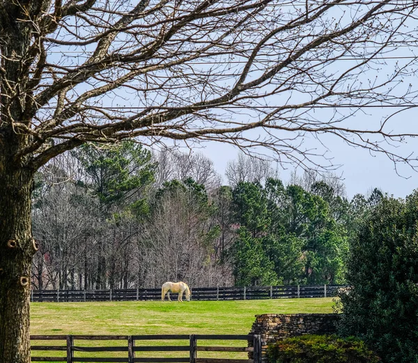 Cavallo bianco al pascolo — Foto Stock