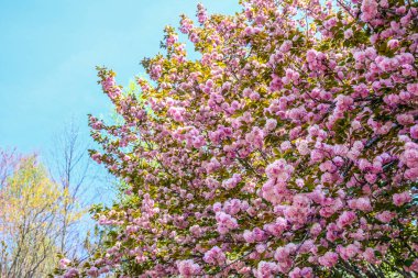Baharda Kiraz Ağacı