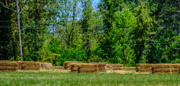 Fardos de feno no campo — Fotografia de Stock