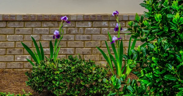 Mor Sakallı Iris — Stok fotoğraf