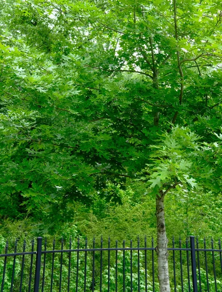 Nuova primavera verde — Foto Stock